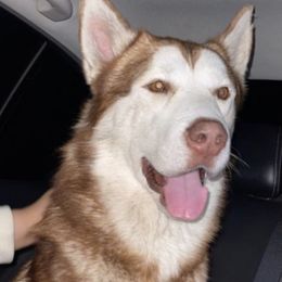 Siberian Huskies from Meekos Husky