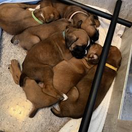 Boxer Puppies from Goose River Boxers Co