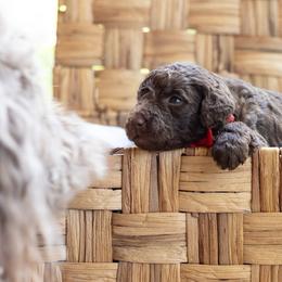 Birch - Chocolate male Labradoodle puppy in Stamford, Connecticut from Doodles of CT