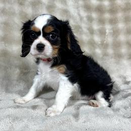 Copper - Tri-color male Cavalier King Charles Spaniel puppy in Bedias, Texas from JSK Aussie and Cavaliers