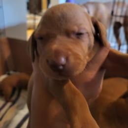 Boy 5 - Golden rust male Vizsla puppy in Stryker, Montana from Jeff Schmieder