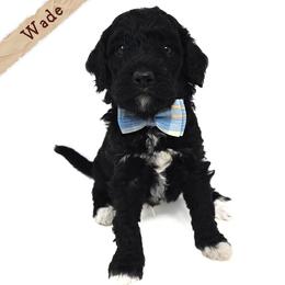 Wade - Black and white male Bernedoodle puppy in Crawfordsville, Indiana from Winding Creek Ranch Doodles