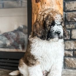 Aussiedoodles, Goldendoodles, Poodles, Saint Berdoodles, Saint Bernards, and Sheepadoodles from Rocky Ridge Ranch