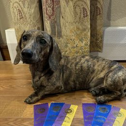 Magnum - Dachshund