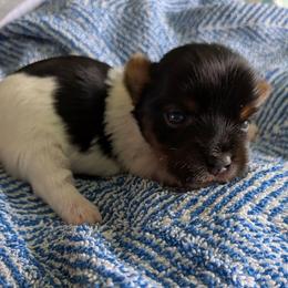 Miles - Parti male Yorkshire Terrier puppy in Gatesville, Texas from KontryKritterz Yorkies
