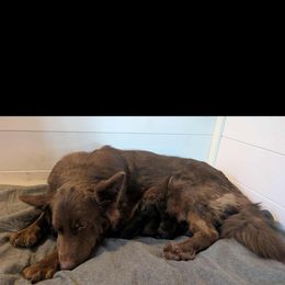 Stuffing - Black male German Shepherd puppy in Garrett, Indiana from Devil-Dog Shepherds