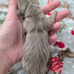 Isabella girl 1 - Fawn (Isabella) female Dachshund puppy in West Plains, Missouri from Spring Creek Dachshunds