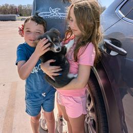 Jordan - Gray and white male American Corgi puppy in Shawnee, Oklahoma from Sunray Ranch