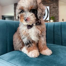 R O L Y - P O L Y  - teddy bear 10-15 lb - Blue merle male Bernedoodle puppy in Pleasant View, Utah from Anchor Dogs