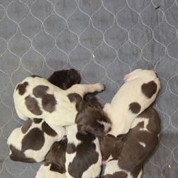 Boy 2 - Liver roan male German Shorthaired Pointer puppy in Henderson, Texas from C4 Gun Dogs