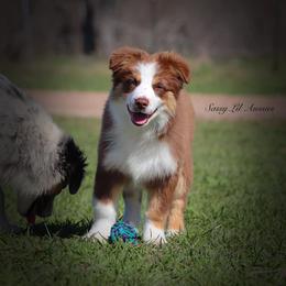 Miniature Australian Shepherd Puppies from Sassy Lil Aussies