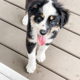 “Gretchen” - Black Tri Female 3 - Black tri Miniature Australian Shepherd puppy in Goldsboro, North Carolina from Maple Ridge Farm