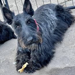 Jett - Scottish Terrier