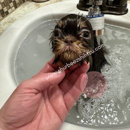 Shih Tzu Puppies from Shurbeez Shih Tzu