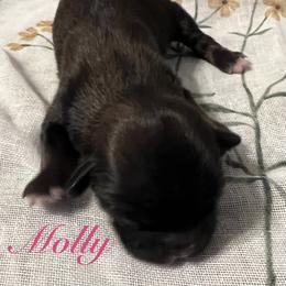 Molly - Red and tan female Shih Tzu puppy in Hemet, California from Aloha Shih Tzu