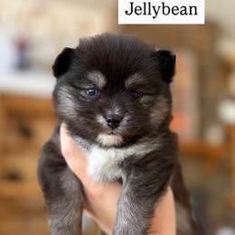 Jelly Bean - Tri-color female Pomsky puppy in Cave Creek, Arizona from Arizona Luxury Pomskies