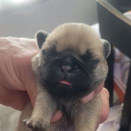 Boy 2 - Fawn male Pug puppy in Humble, Texas from Rick Barrera Pugs