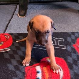 Boy 2 Blue - Red brindle male Greyhound puppy in Mesa, Arizona from ARK Greyhound Kennel LLC
