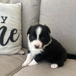 Echo - Black and white female Border Collie puppy in Jonesboro, Arkansas from Hampton Border Collies