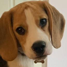 Beagle Puppies from Beam's Beagles