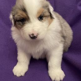 Flounder - Blue merle male Australian Shepherd puppy in Hammond, Louisiana from Gold Ring Australian Shepherds