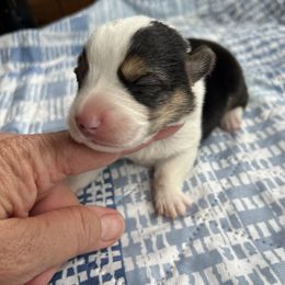 Pembroke Welsh Corgi Puppies from Rose Brier Pembroke Welsh Corgis