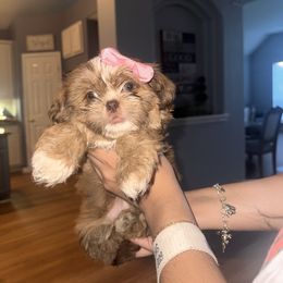 Shih Tzu All Grown Up from Khloe’s Shih Tzus