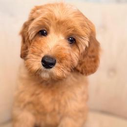 Brooks (Blue Collar) - Red male Cavapoo puppy in Preston, Idaho from Rocking JH Pup Co