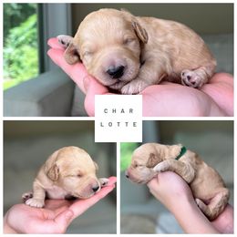 Charlotte - female Golden Mountain Doodle puppy in Chester, South Carolina from Carolina Golden Mountain Doodles