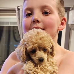 Poodles from Wendy's Poodles