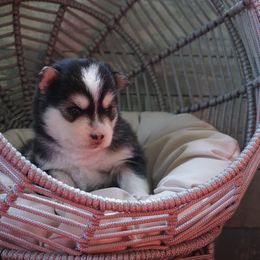 Pomsky Puppies from Arctic Star Pomskies