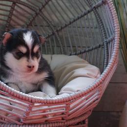 Pomsky Puppies from Arctic Star Pomskies