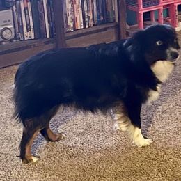 Bailey - Toy Australian Shepherd