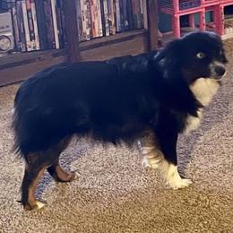 Bailey - Toy Australian Shepherd