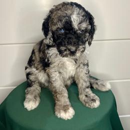 Jewel - Merle female Goldendoodle puppy in Macclenny, Florida from Davis's Doodles