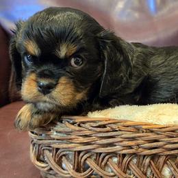 Katie - Black and tan female Cavalier King Charles Spaniel puppy in Paulden, Arizona from Nine Mile Cavaliers