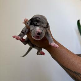 Pink collar - Merle female Great Dane puppy in Salem, Oregon from Sahara’s Danes