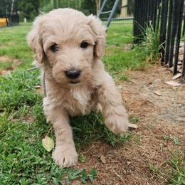 Flint - gray collar - Apricot male Labradoodle puppy in Fostoria, Michigan from North Country Kennel Club