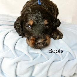 Boots - Phantom male Goldendoodle puppy in Pasco, Washington from Camp Doodle Woods