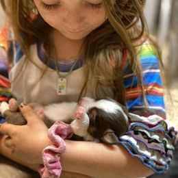 Toy Australian Shepherd Puppies from Roses Halfpint Ranch