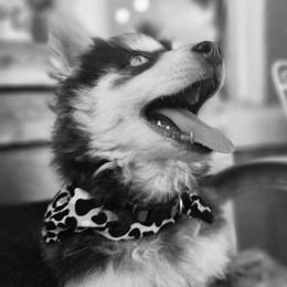 Pomsky Puppies from VooDoux Farms