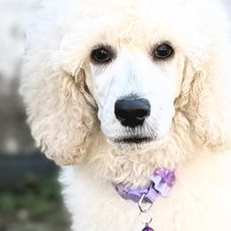 Miss Purple Collar-Luna - White female Poodle puppy in Screven, Georgia from Dreamland Standard Poodles