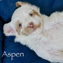 Aspen - Caramel ice female Australian Labradoodle puppy in Manchaca, Texas from Heartrock Labradoodles