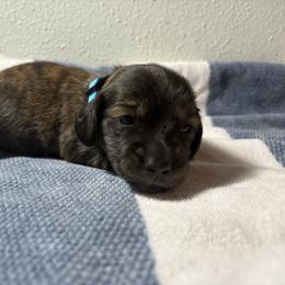 Will - Brindle male Dachshund puppy in Crosby, Texas from House of Slinkys
