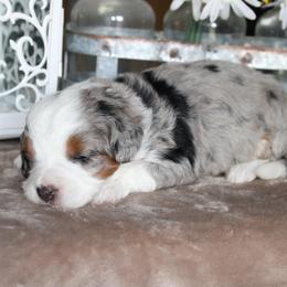 Honey - Blue merle female Bernedoodle puppy in Eagle Mountain, Utah from Fur Real Puppies.