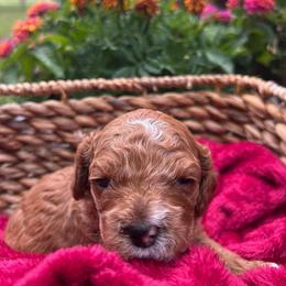 Georgie - GW - Buff and white female Cockapoo puppy in Egg Harbor City, New Jersey from Grace Given Cockapoos (GGC)