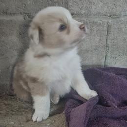 Merle Girl 3 - Red merle female Australian Shepherd puppy in Wauneta, Nebraska from 4H Aussies
