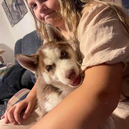 Siberian Husky Puppies from Siberian Huskies-Beckham the Great