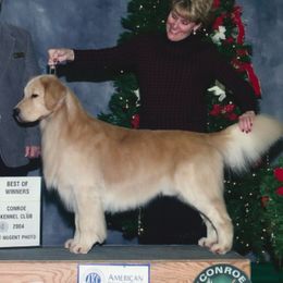 Golden Retrievers from Brew Bayou Golden's