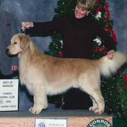 Golden Retrievers from Brew Bayou Golden's